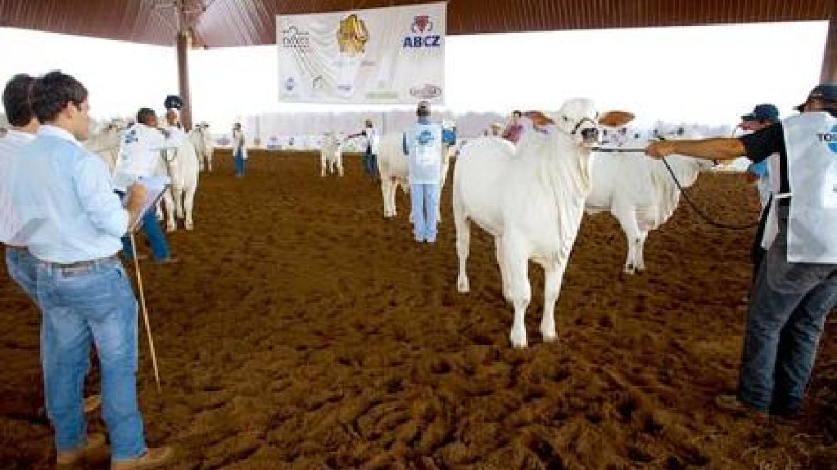 Aluno de Zootecnia da FAZU já atua como jurado auxiliar das raças zebuínas 