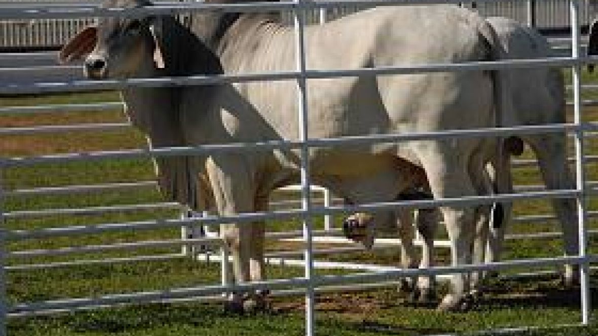 PNAT revela novos touros para o mercado zebuíno