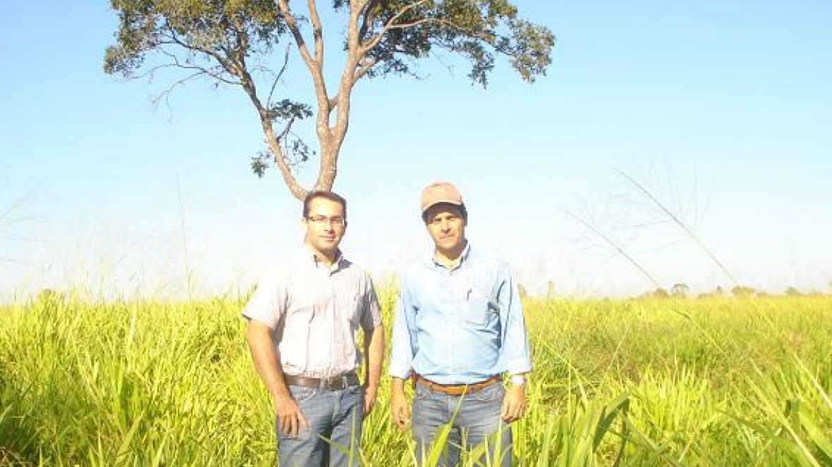 Estância Zebu sediará PGPs das raças brahman e guzerá