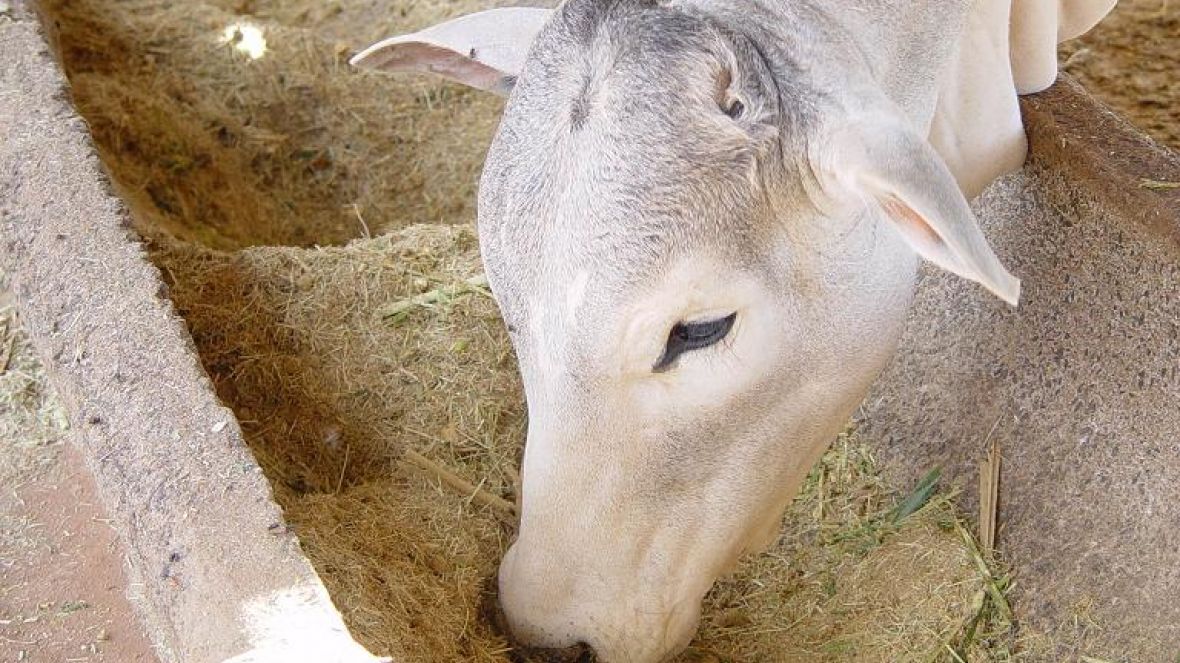 Prova irá avaliar desempenho de touros jovens da raça nelore