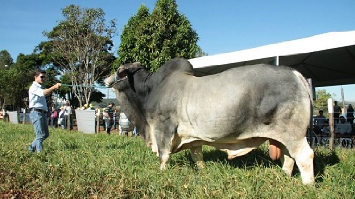 Muita informação no Dia de Campo da ABCZ em Uberlândia