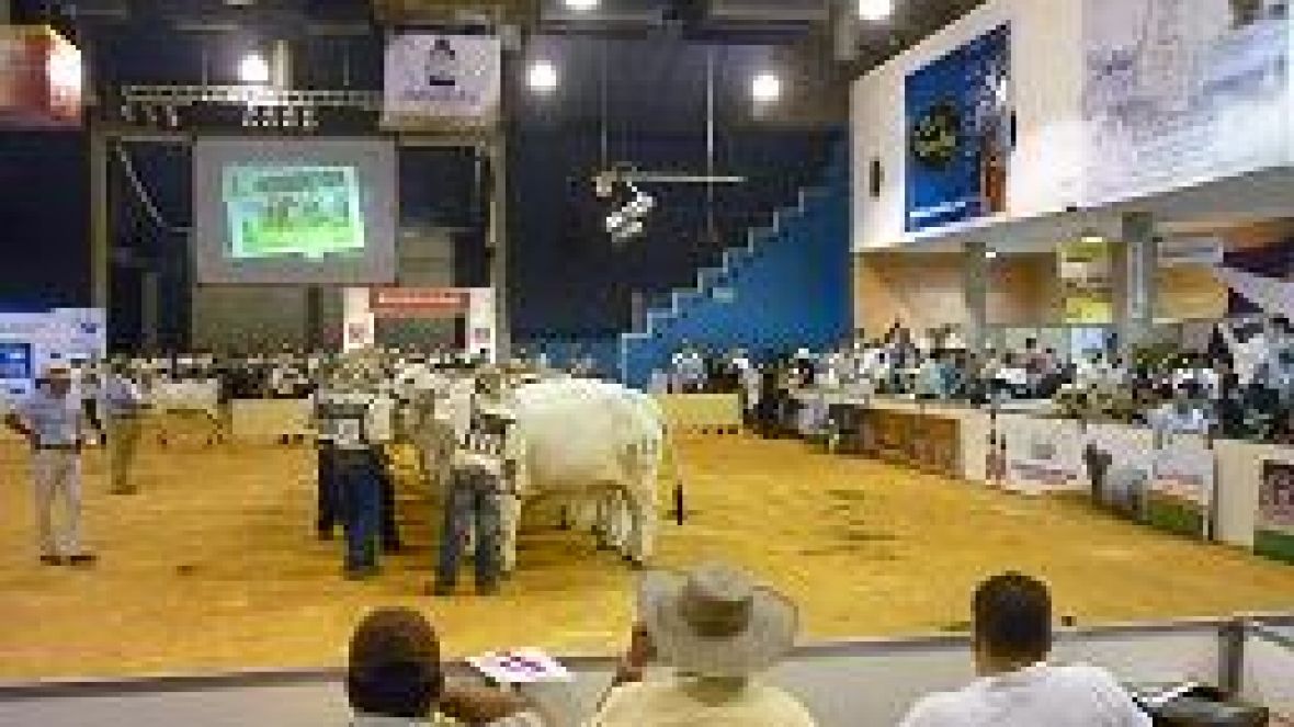 ABCZ divulga raças zebuínas no Panamá e na Colômbia