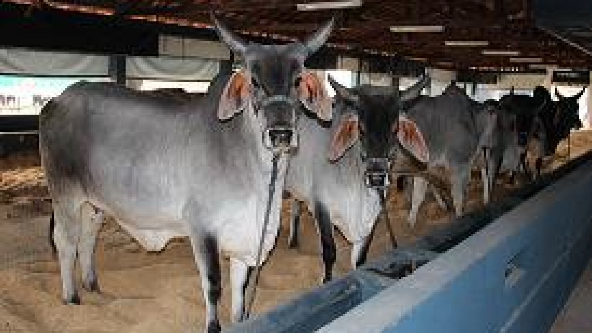 Zebuínos estreiam na Megaleite