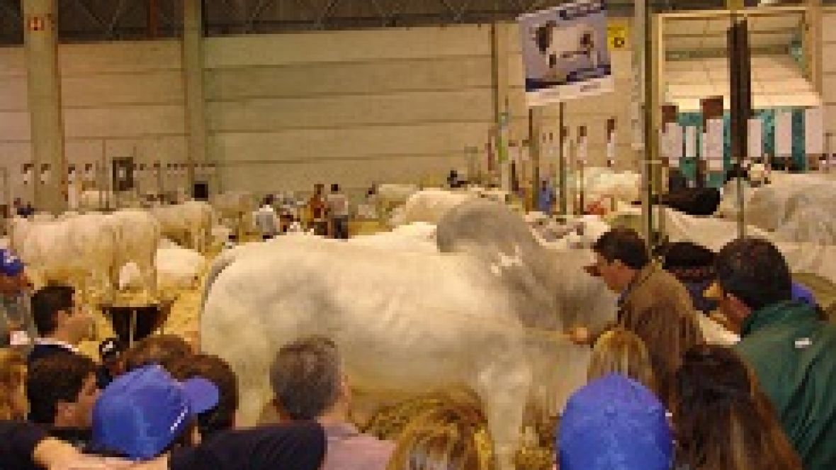 ABCZ presente na pecuária zebuína gaúcha com ACGZ