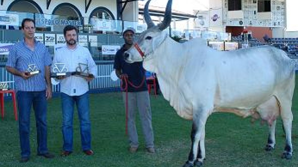 Raça guzerá anuncia primeiros campeões da função leiteira