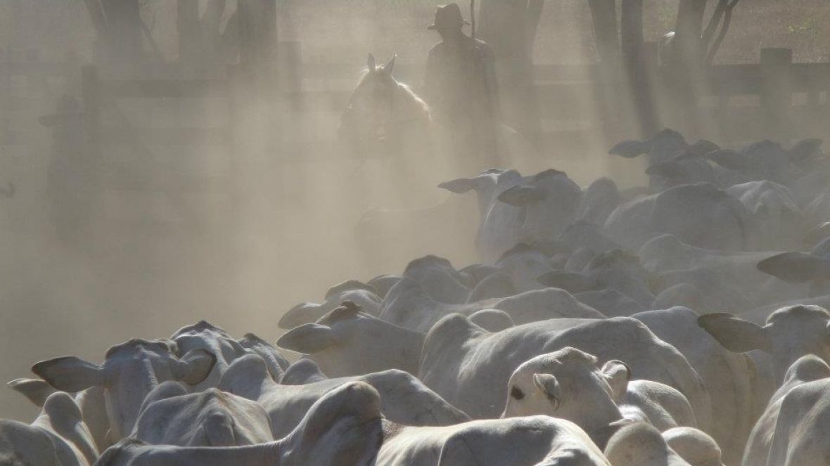 Japaranduba, EAO e RKC ofertam novilhas nelore com iABCZ