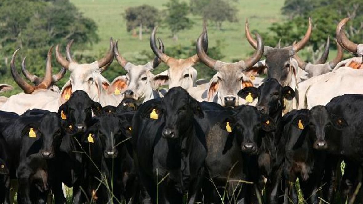 ExpoGenética terá concurso leiteiro de guzolando