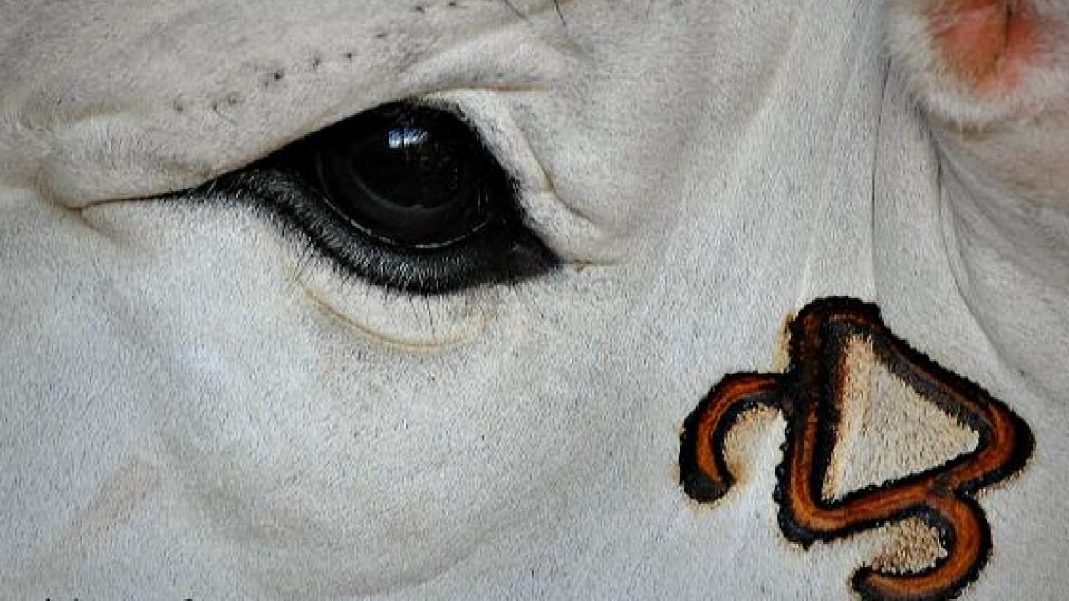 ExpoGenética terá exposição fotográfica ?O zebu e o campo?