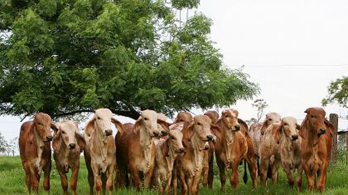 PMGZ Leite libera consulta às avaliações genéticas do gir leiteiro