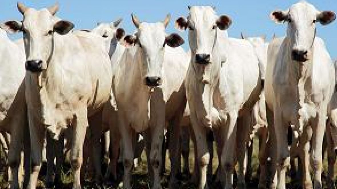 Dia de Campo PMGZ em Ariquemes (RO) espera receber 2.000 pecuaristas