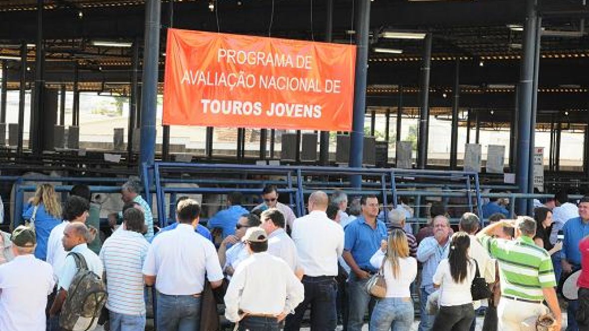 Touros em teste pelo PNAT já possuem progênie avaliada 