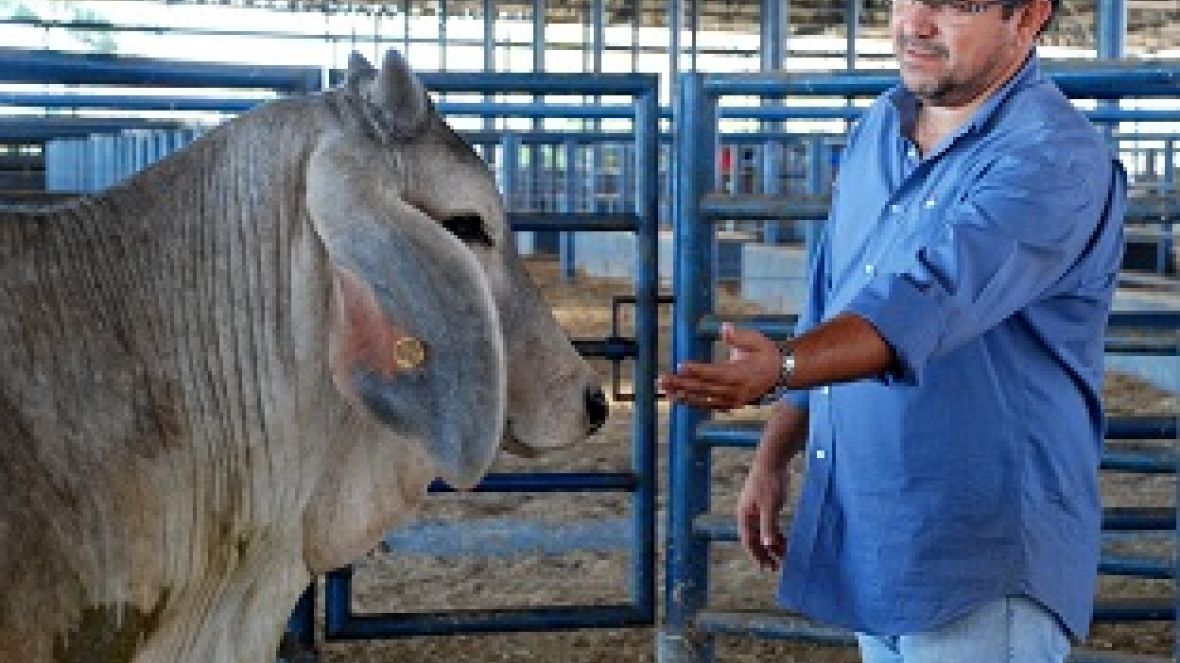 PGP da Estância Zebu inicia avaliação por temperamento 