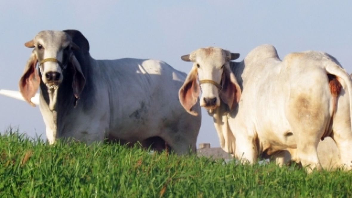 Raça indubrasil entra na pista da Expointer com destaques nacionais 