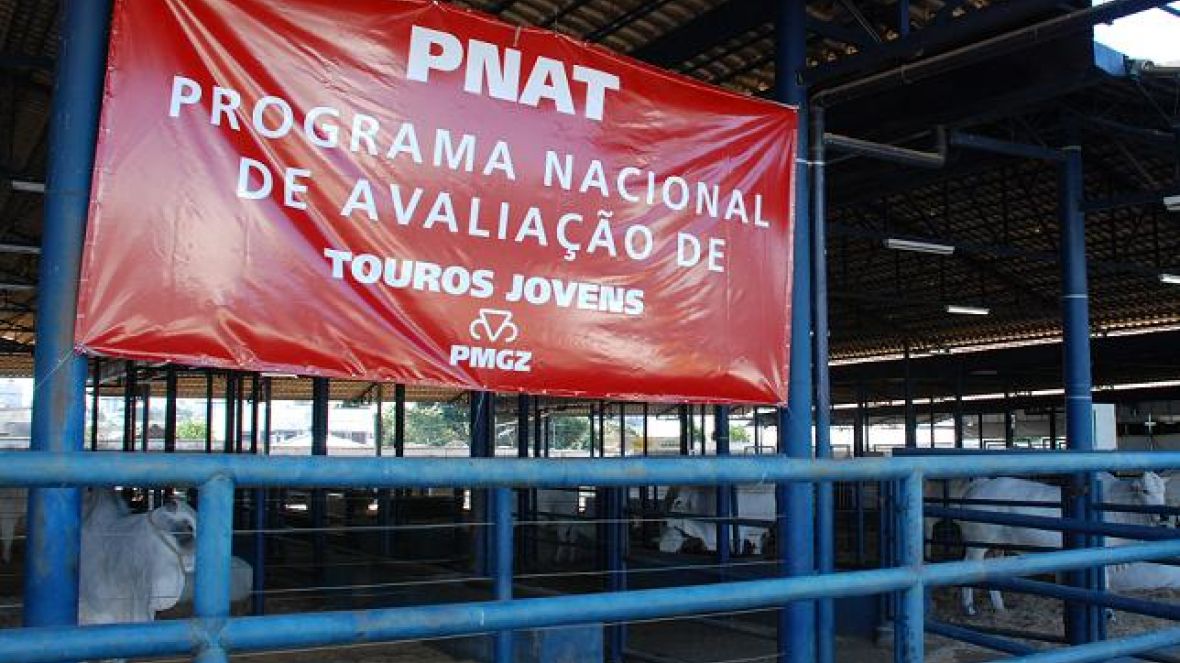 Comissão avalia touros jovens do PNAT