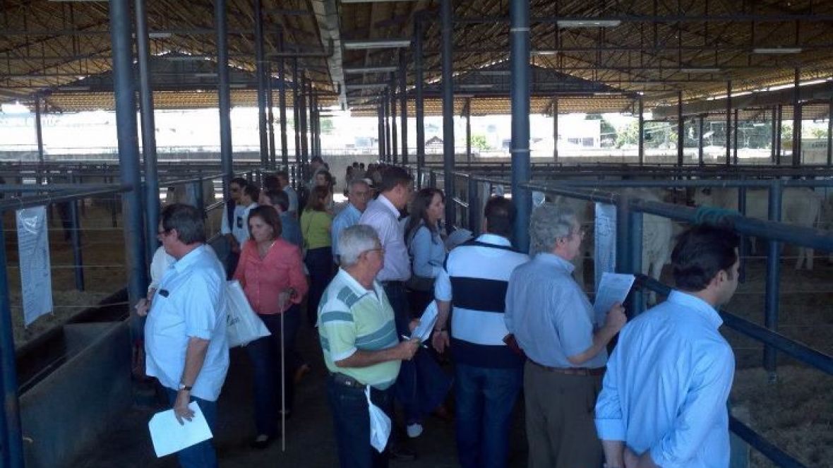 18 jovens reprodutores zebuínos são eleitos no PNAT