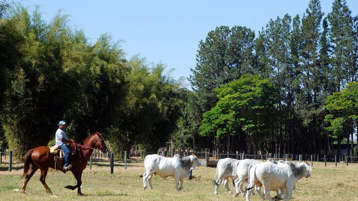 Índices zootécnicos e Recursos Humanos são temas das próximas aulas do Agrocurso 