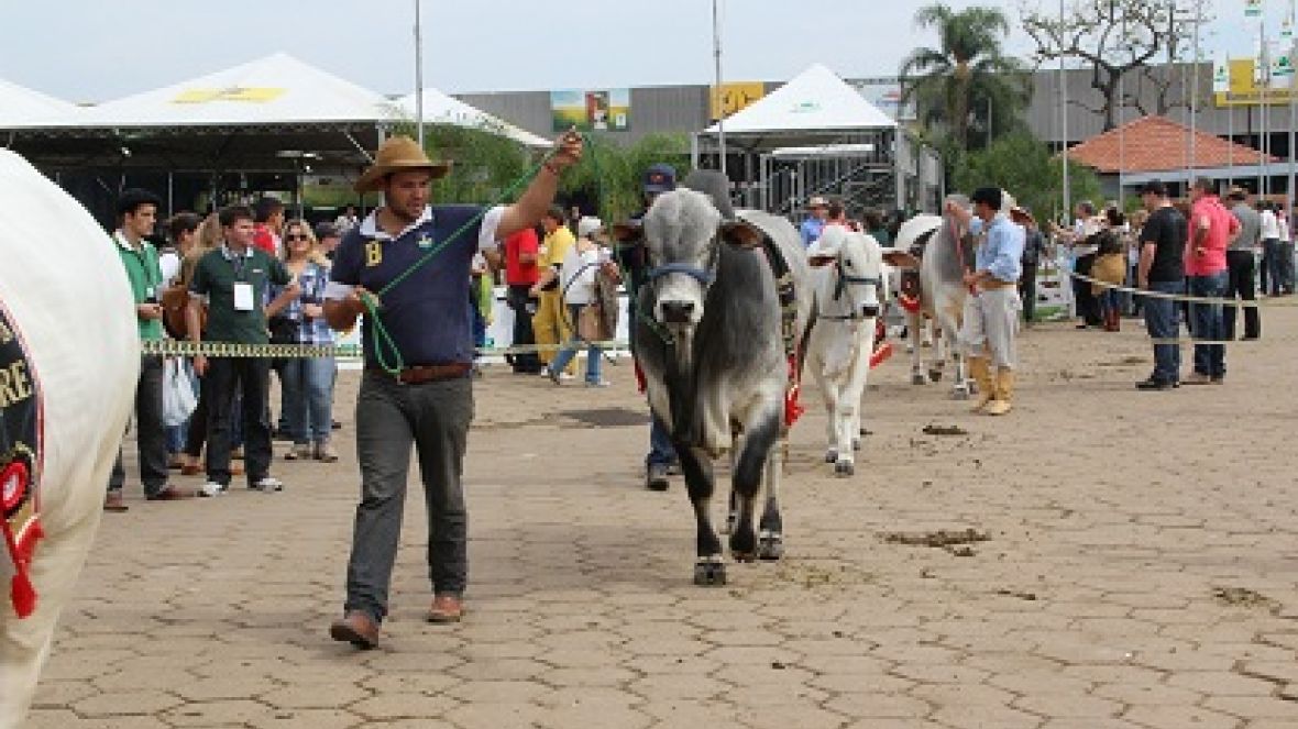 ABCZ e criadores planejam expansão do zebu na região Sul