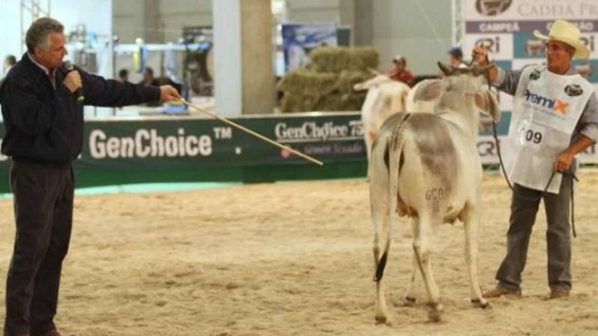 Feileite terá Curso de Morfologia para raças Gir Leiteiro e Guzerá