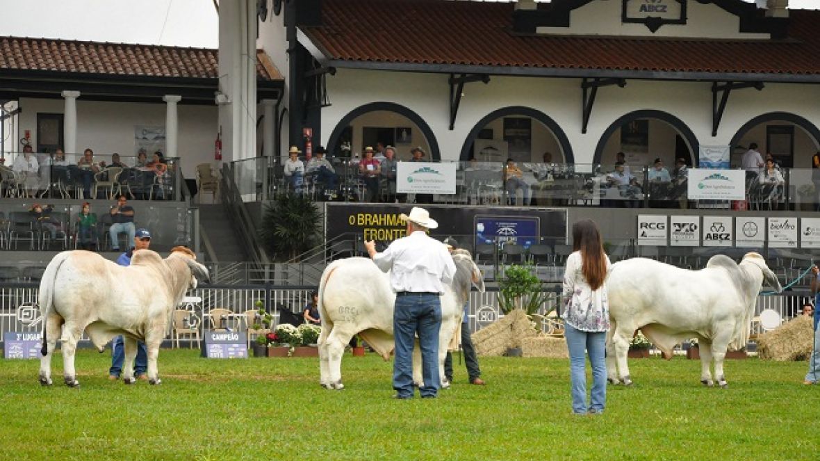 ExpoBrahman 2012 alia pista à genética diferenciada