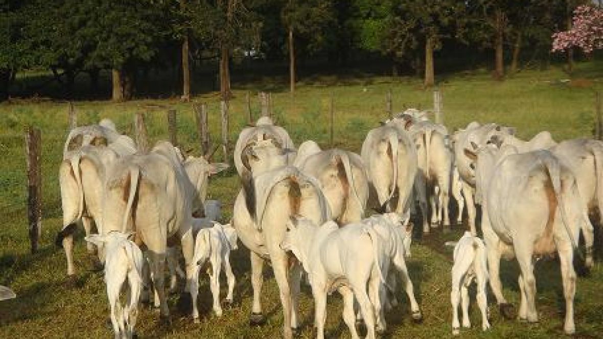 Pesquisa com receptora nelore comprova boa taxa de prenhez