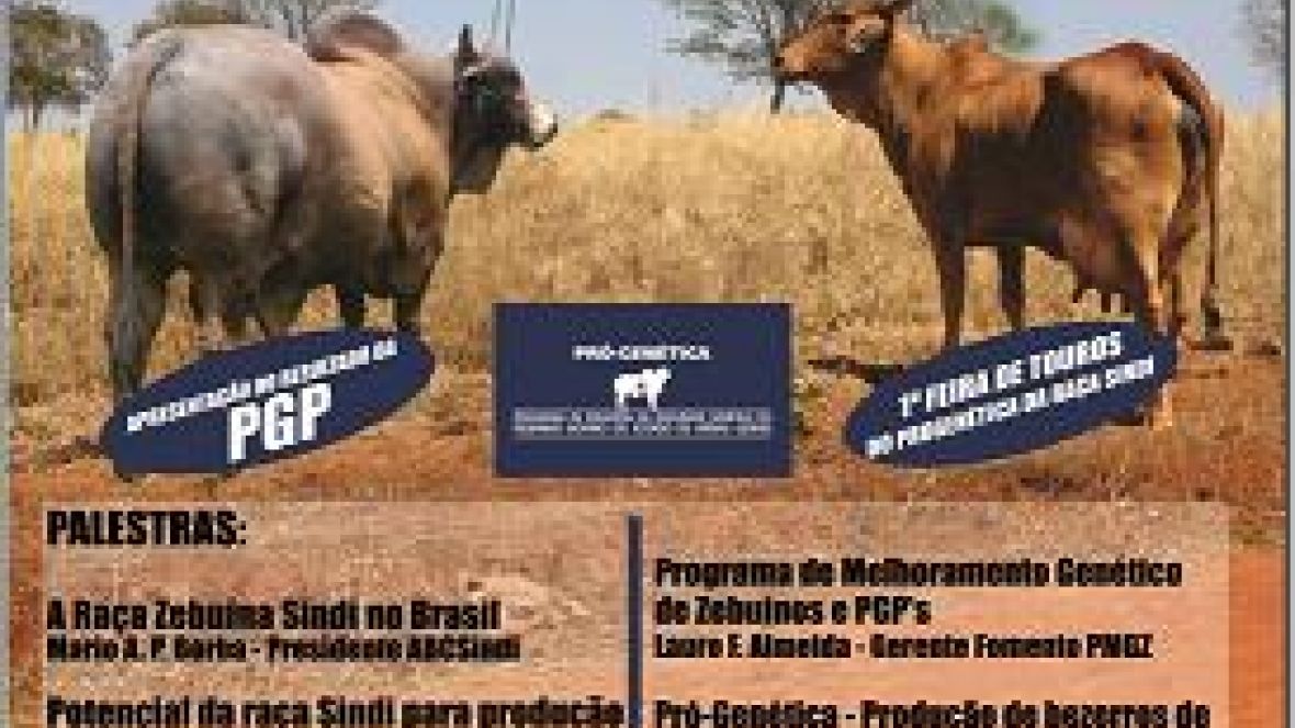 1º Dia de Campo da Raça Sindi em MG terá palestras e venda de touros 