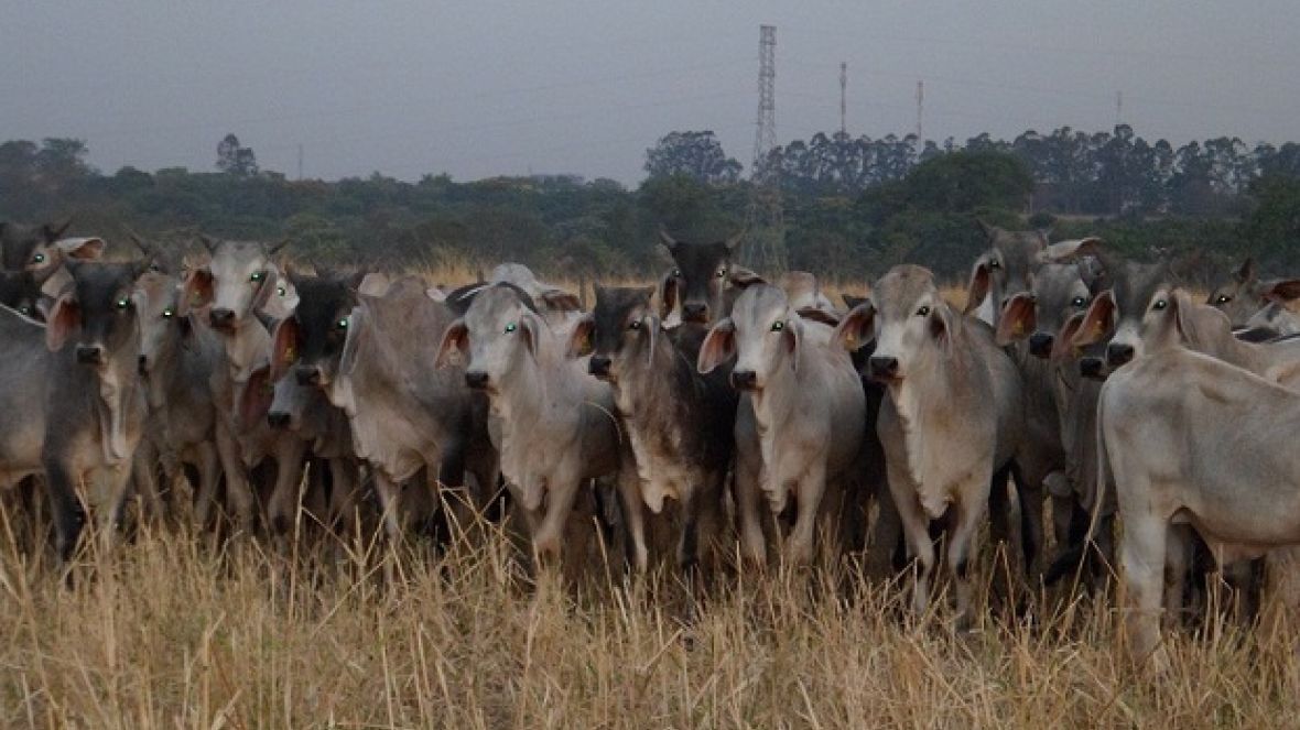 Pesagem intermediária marca PGP de brahman e guzerá