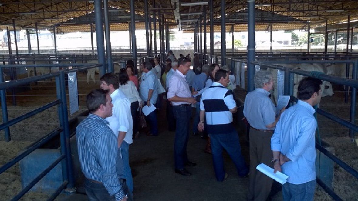 Começa distribuição de sêmen de touros do PNAT