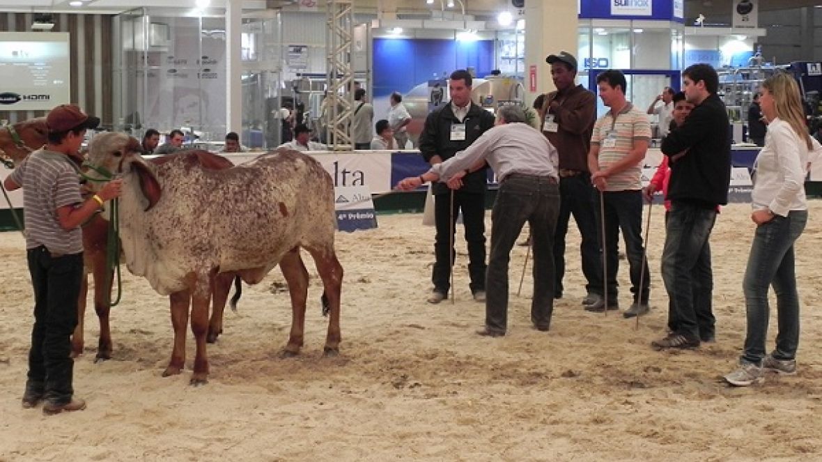 Feileite terá novo curso para escolha de reprodutores zebuínos