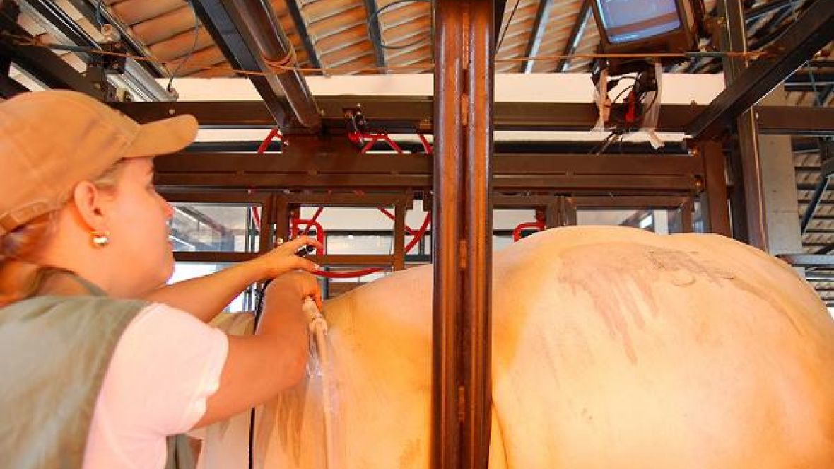 Inscrições abertas para curso de Ultrassonografia de Carcaça 