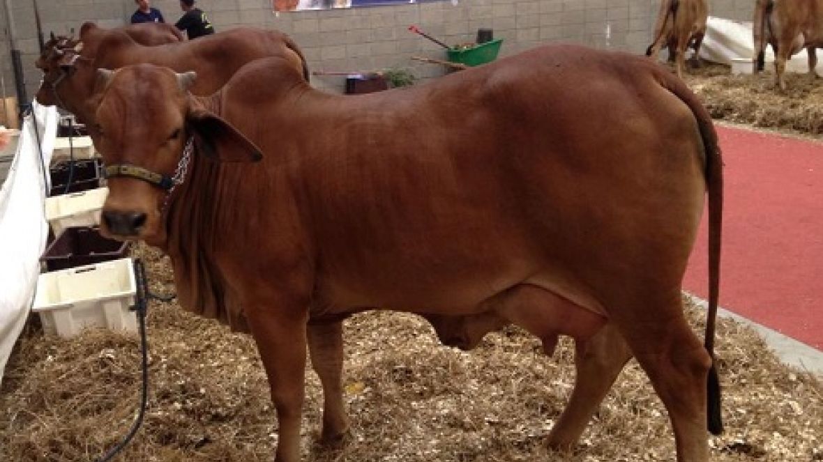 PMGZ Leite participa ativamente da Feileite 2012