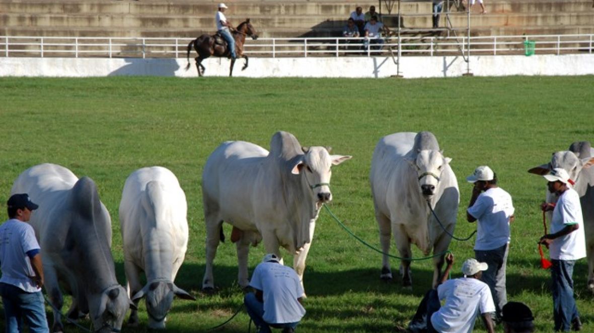 Fenagro terá curso para escolha de reprodutores e matrizes zebuínas