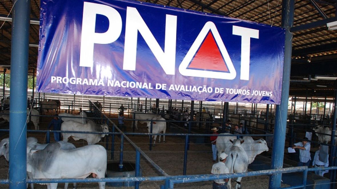 PNAT 2013 já tem touros pré-selecionados