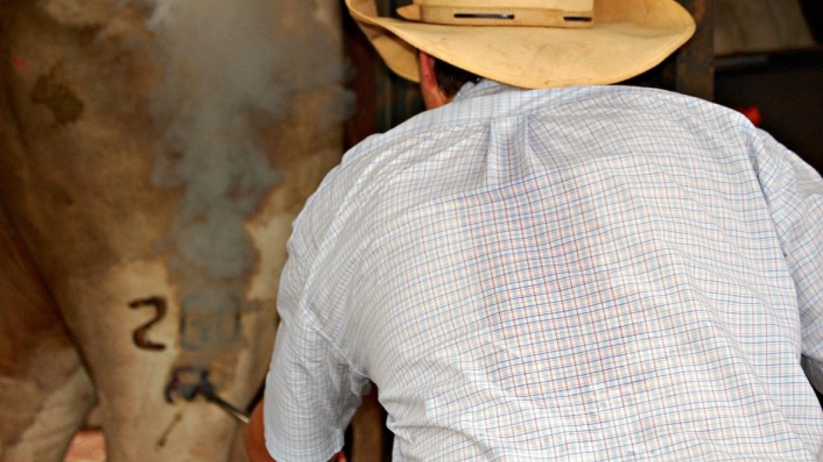 Número de animais registrados pela ABCZ bate recorde