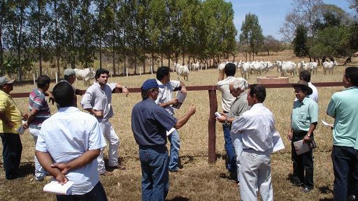 Pró-Genética negocia em 2012 mais de 1.500 touros no estado de Minas
