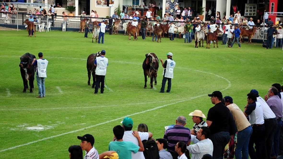 ABCZ abre inscrições de animais para ExpoZebu no dia 23 de janeiro