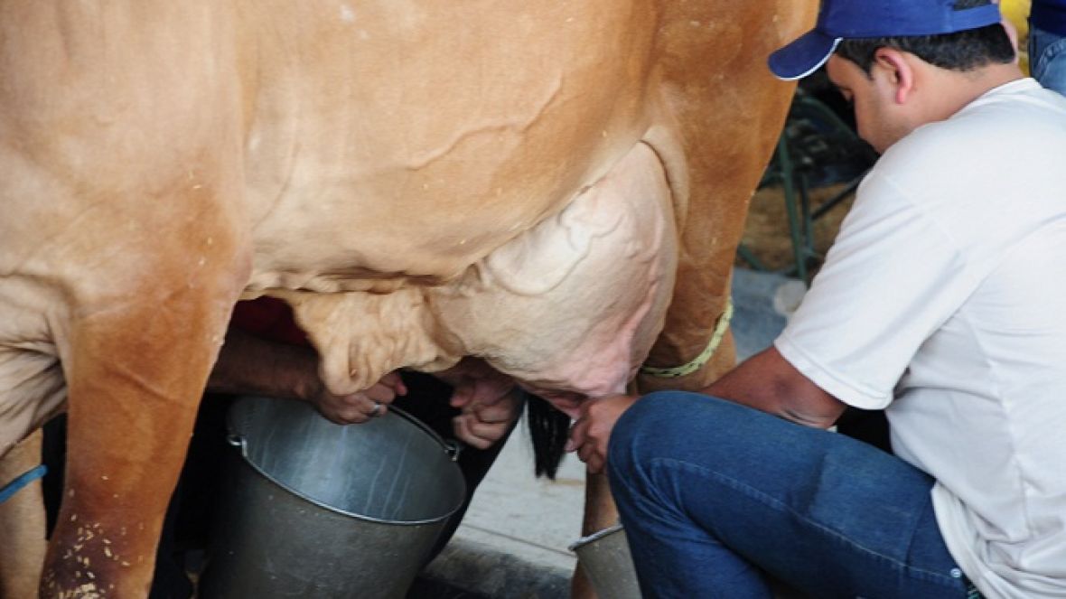 ExpoZebu: Inscrições para Concurso Leiteiro começam em março