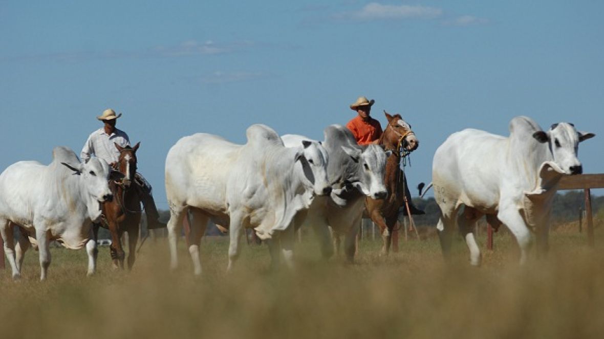 ABCZ promove reunião e cursos gratuitos em Barra do Garças