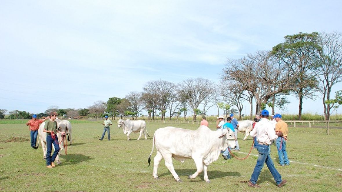ABCZ oficializa Curso de Manejo de Animais em Curral e Pasto