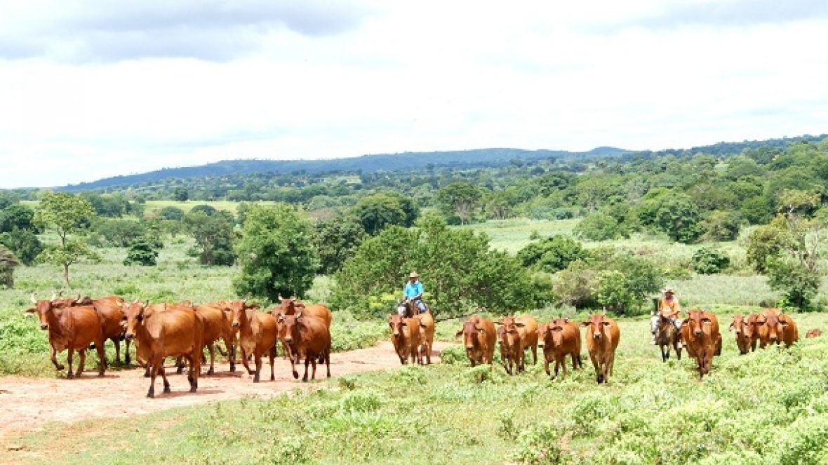 Montes Claros sedia reunião e cursos da ABCZ