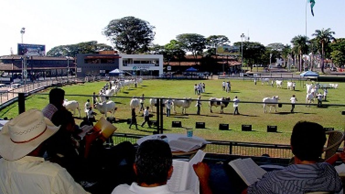 Leilões oficiais da raça Nelore iniciam o calendário na capital do zebu