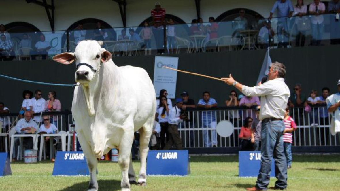 Leilões da Expoinel Mineira faturam R$ 5 milhões