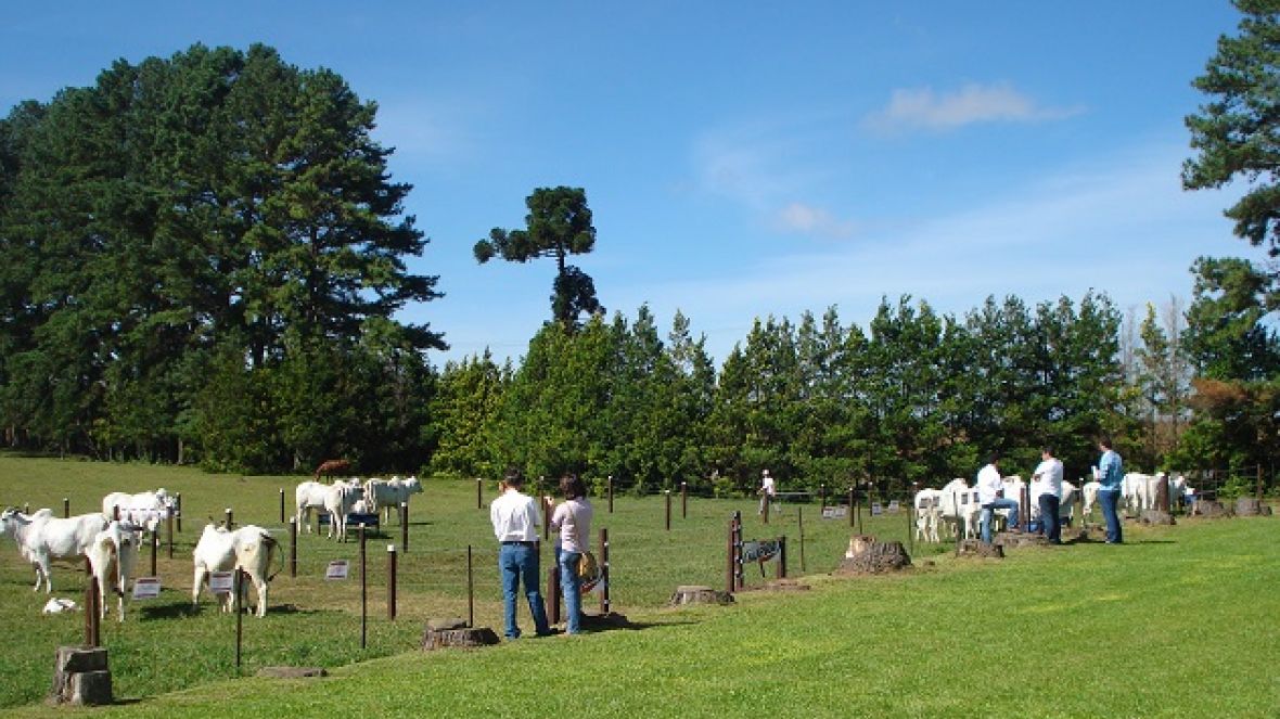 Dia de campo reforça importância da raça nelore no Paraná