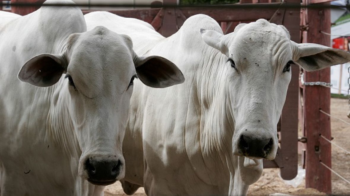 Implantação de Centro de Comercialização de Animais na Bahia deve beneficiar Pró-Genética