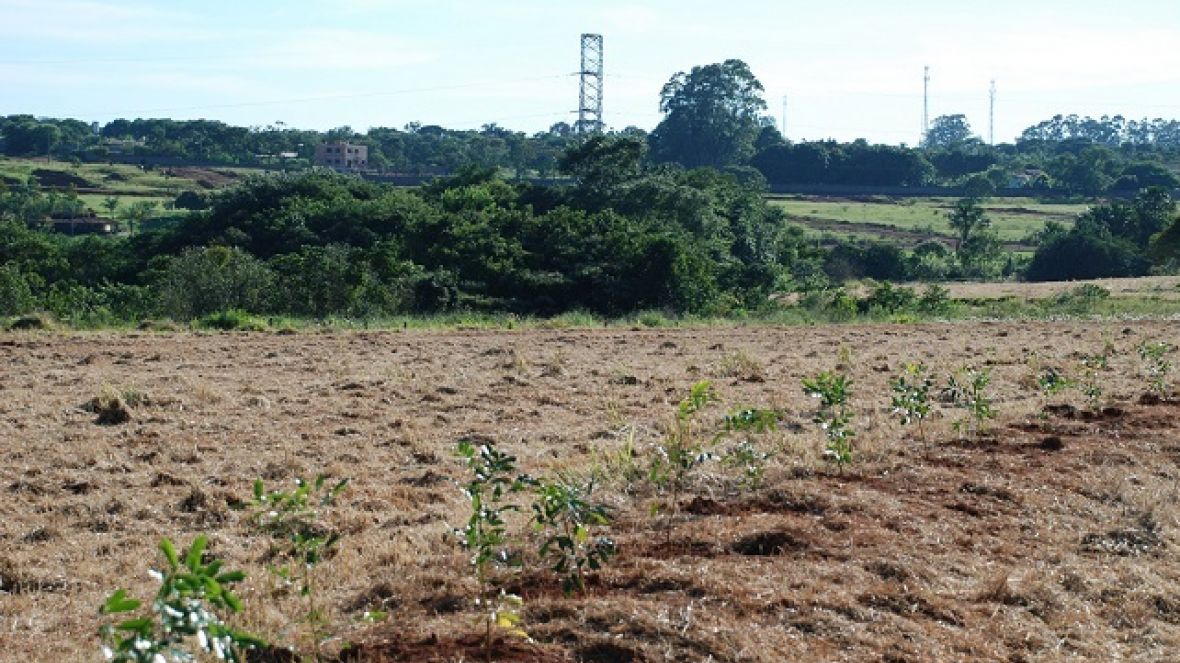 ABCZ lança ExpoZebu Dinâmica no mês de maio