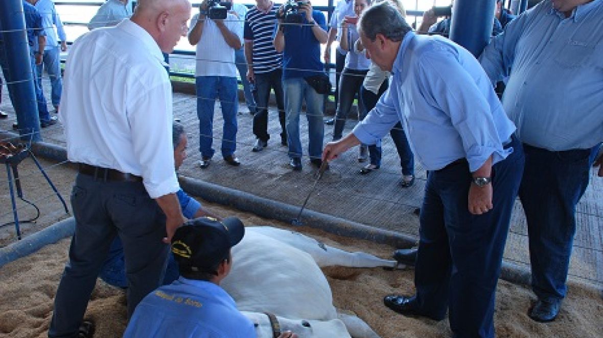 A ABCZ vai desenvolver pesquisa com clones tabapuã. 
