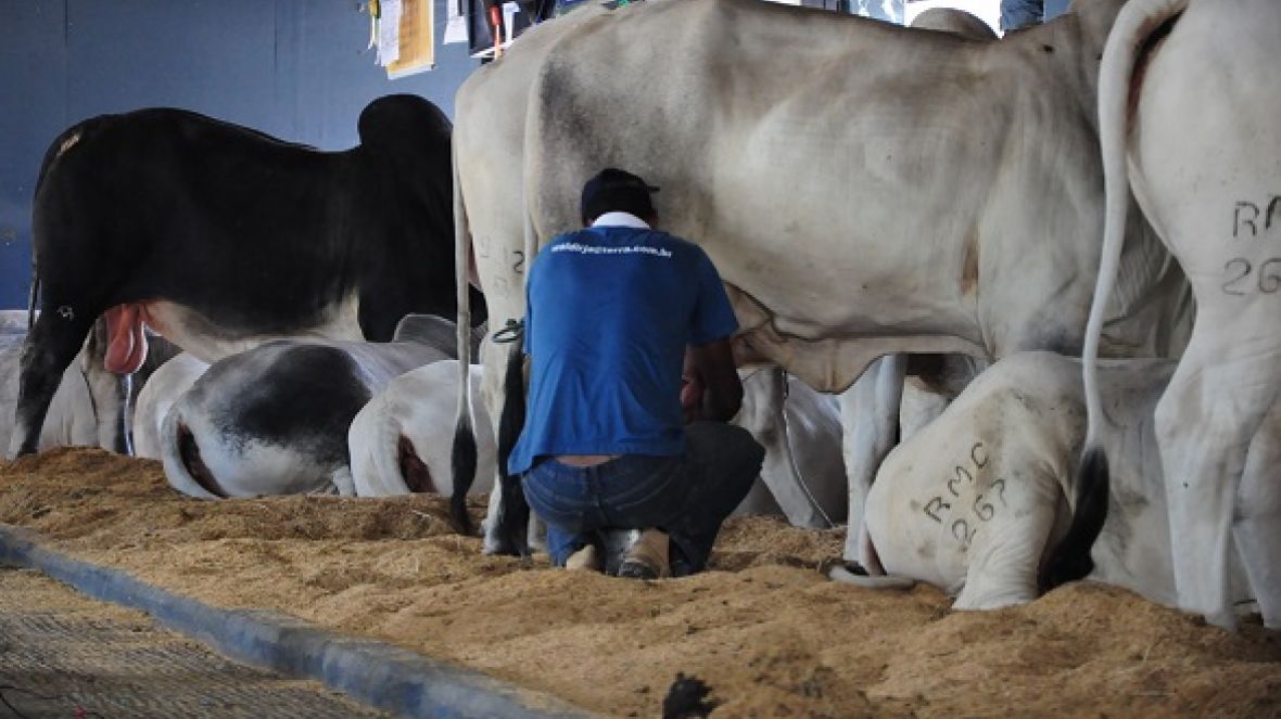 Encerradas inscrições para o 35º Concurso Leiteiro da ExpoZebu