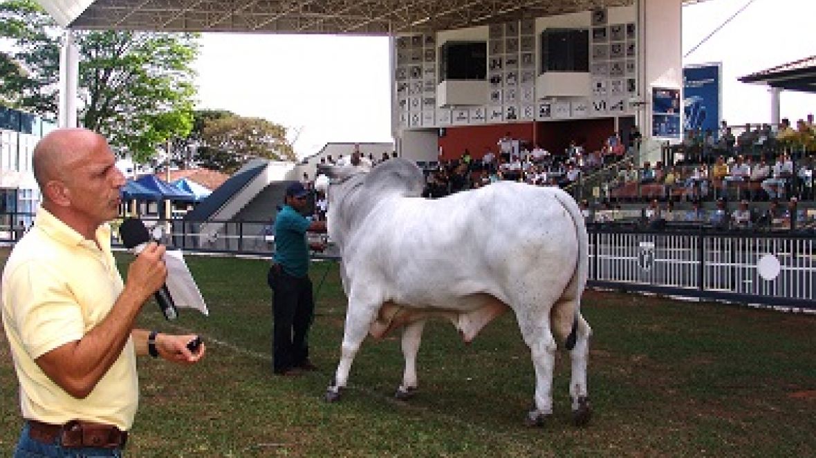 Superintendente Técnico da ABCZ destaca cuidados na seleção de corte