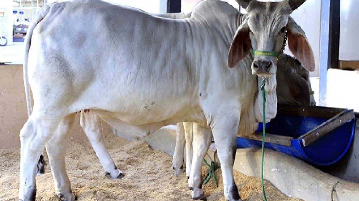 Raça Guzerá retorna à ExpoLondrina 