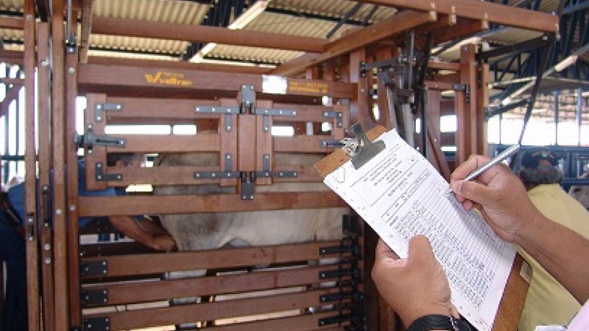 CDP tem recorde de pesagens e inscritos