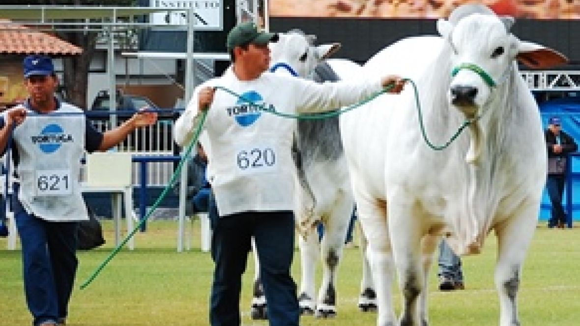 Serviço ExpoZebu: formulário para cadastro de tratadores já está disponível no site